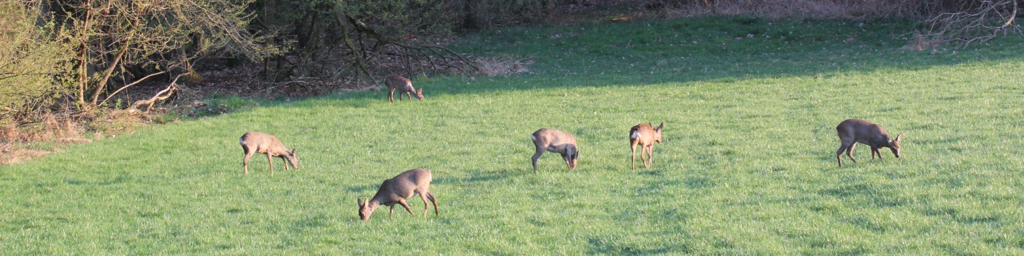 Landschaftsbild Thalau