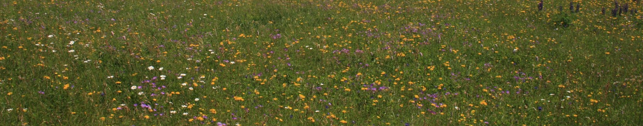Blumenwiese